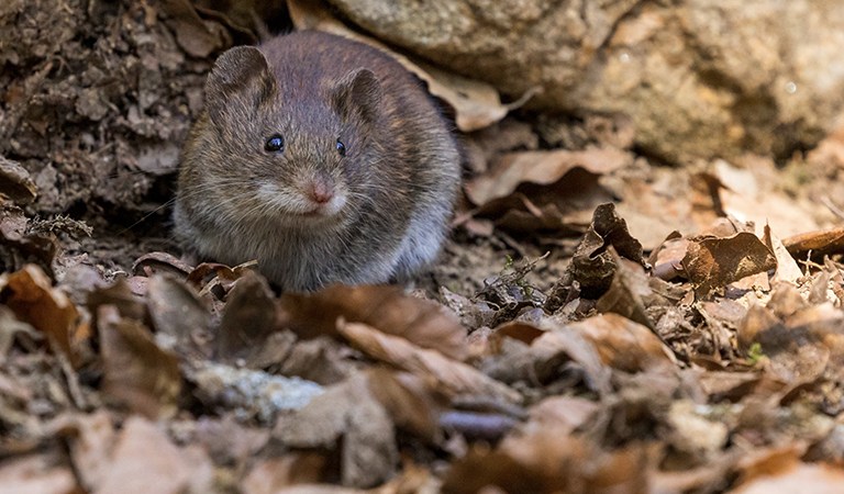 Understanding Hantavirus: A Comprehensive Overview