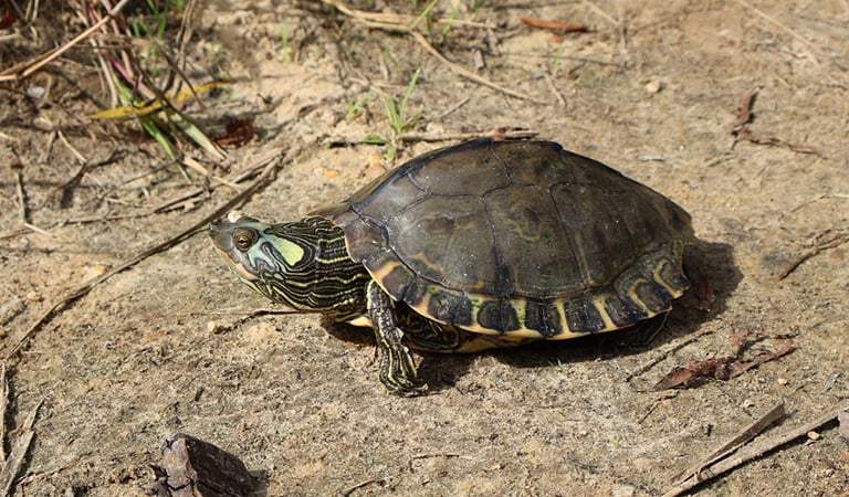 Proposed plan to restore Pearl River map turtle numbers would take decades