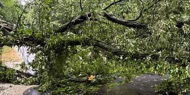 Fallen Trees