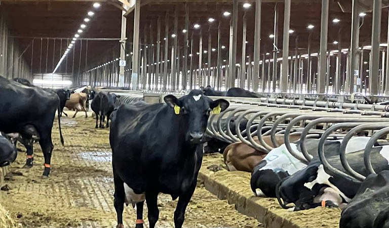 From Scorched Forests to Mega-Dairy Court Fights and Poisoned Beaches: Minnesota Environmental and Public Health Hazards Exploded: Minneapolis and St. Paul’s Week In Review