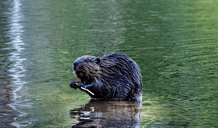 Wild Animal Rabies Outbreaks, Germantown Stolen Kia Crashing, and Annapolis Metro Expansion Reshaping Maryland Safety: D.C.’s Week In Review