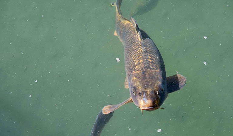 Michigan Environmental Showdown: Invasive Silver Carp, Data Center Lawsuits, and Stadium Commercialization: Detroit’s Week In Review
