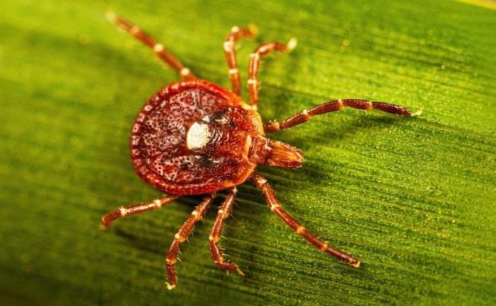 Alpha-gal syndrome is spreading rapidly. Arkansas may hold clues to why it’s spreading, how it functions — and what comes next.