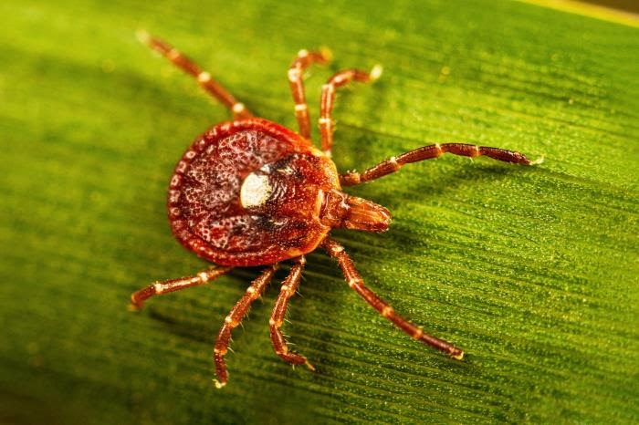 Alpha-gal syndrome is spreading rapidly. Arkansas may hold clues to why it’s spreading, how it functions — and what comes next.