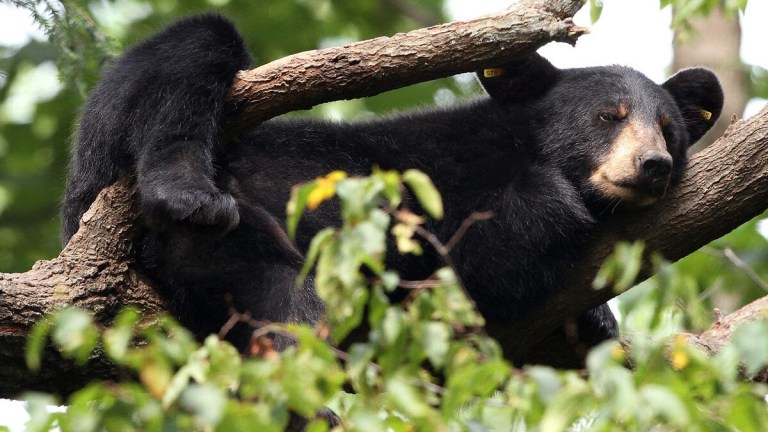 After decades of overhunting and habitat loss, black bears are slowly recolonizing the lower Mississippi River basin