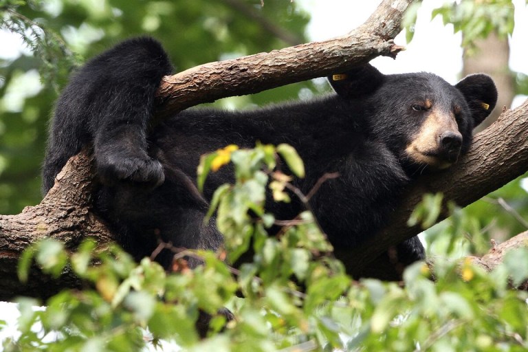 After decades of overhunting and habitat loss, black bears are slowly recolonizing the lower Mississippi River basin