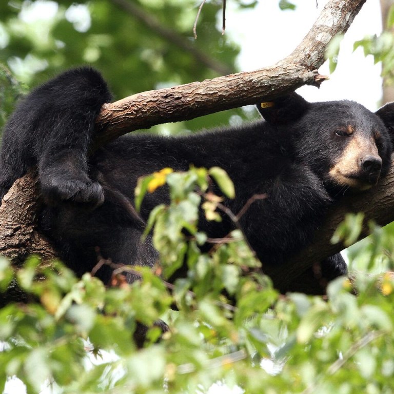 After decades of overhunting and habitat loss, black bears are slowly recolonizing the lower Mississippi River basin