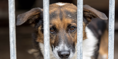 Rescue Animal
