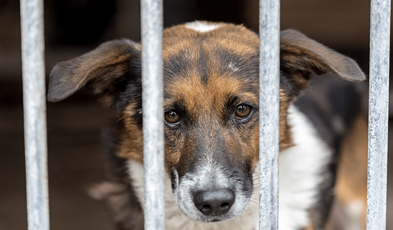 Metro East St. Louis: Violent Canine Cruelty Sentencing, Youth Shooting Arrests, and Venice Sewer Sales Hit Metro East Headlines