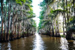 The Crucial Role of Fish Populations in Louisiana Swamps: Supporting Wildlife and Ecological Balance