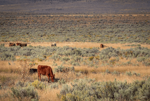 Rollins Urges Federal Land Ranchers to Implement June Grazing Directive